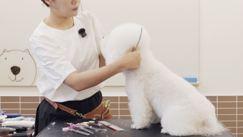[Bler Studio] 강아지와 더 가까워지는 우리 강아지 셀프 미용!